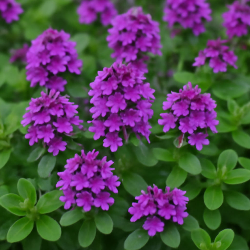 Violet Serpyllum: A Complete Guide to Growing and Enjoying This Beautiful Groundcover