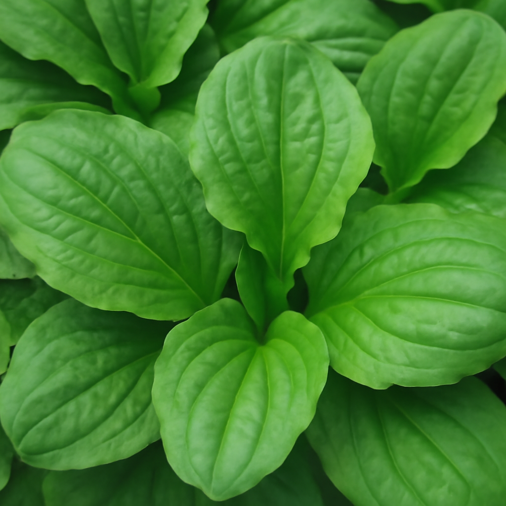 Plantago Major: The Versatile and Medicinal Herb for Your Garden