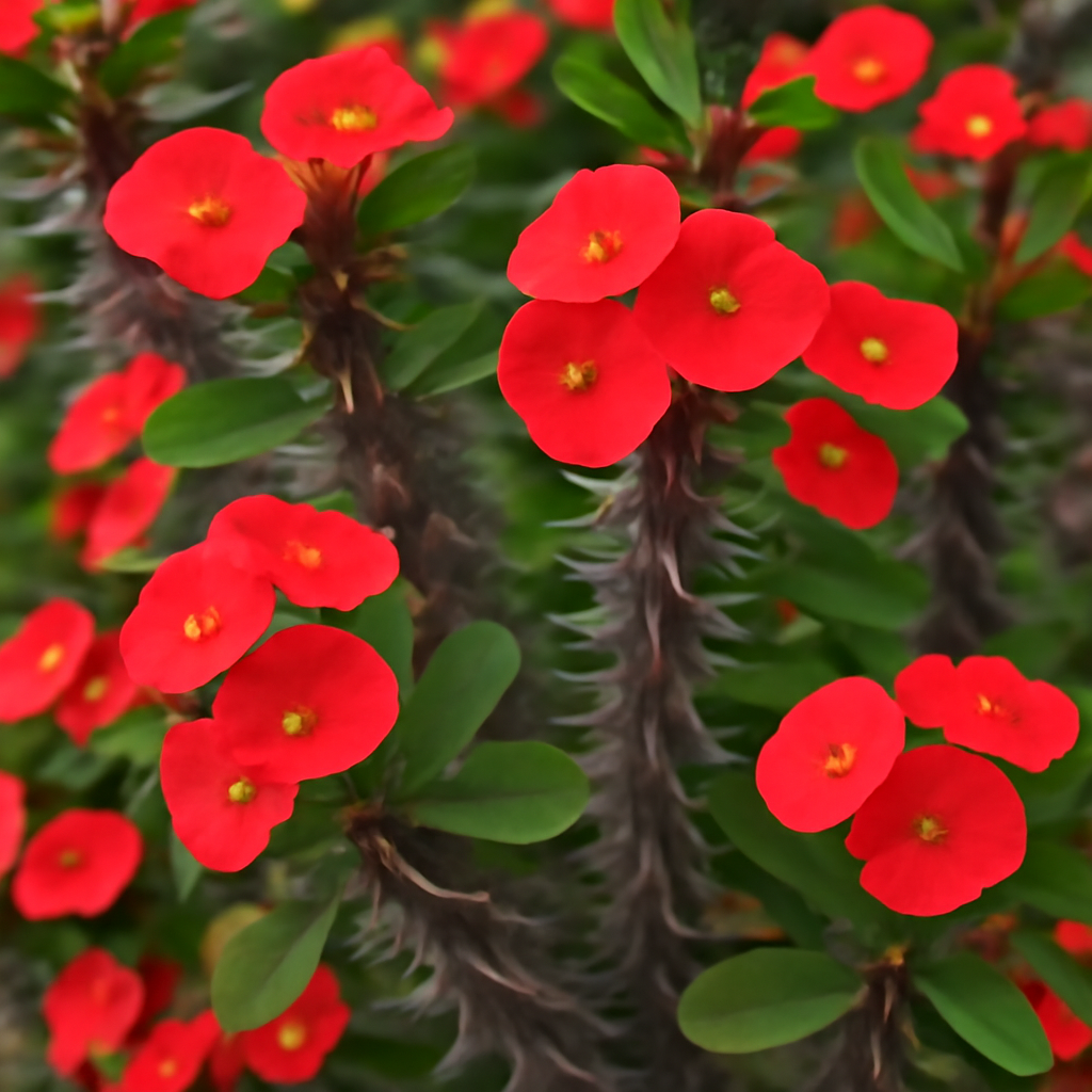 Euphorbia Milii Thorn: The Resilient and Beautiful Crown of Thorns