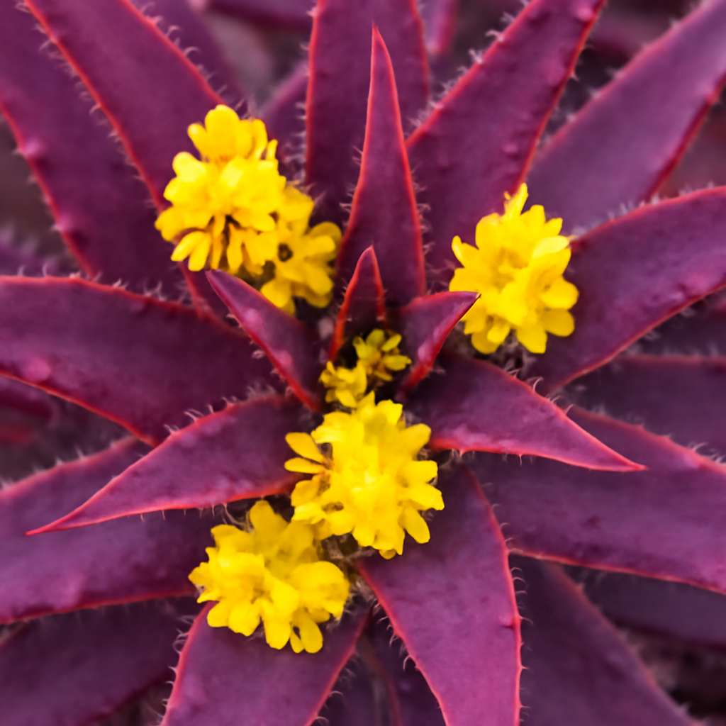 Purple Aloe Cameron: A Beautiful and Resilient Succulent for Your Garden