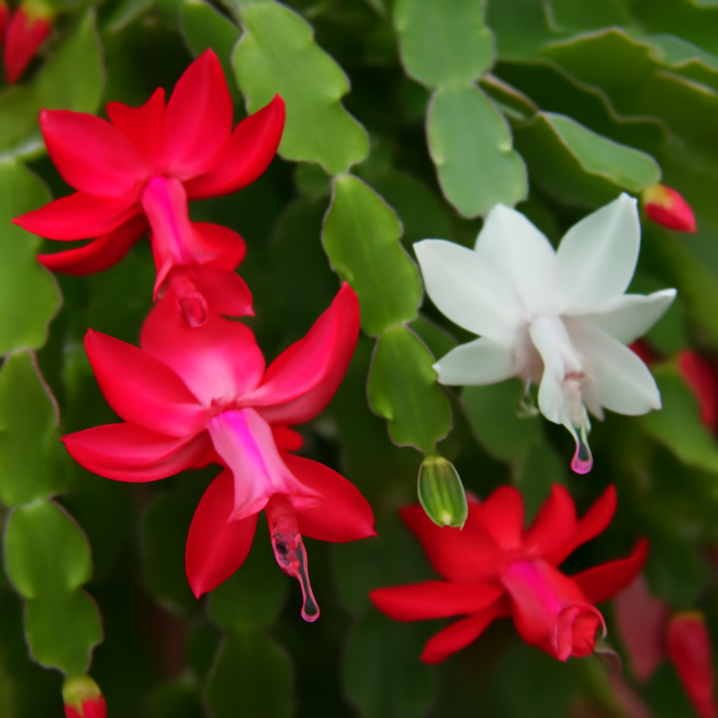 Zygocactus Truncatus: The Beautiful Thanksgiving Cactus for Your Home and Garden