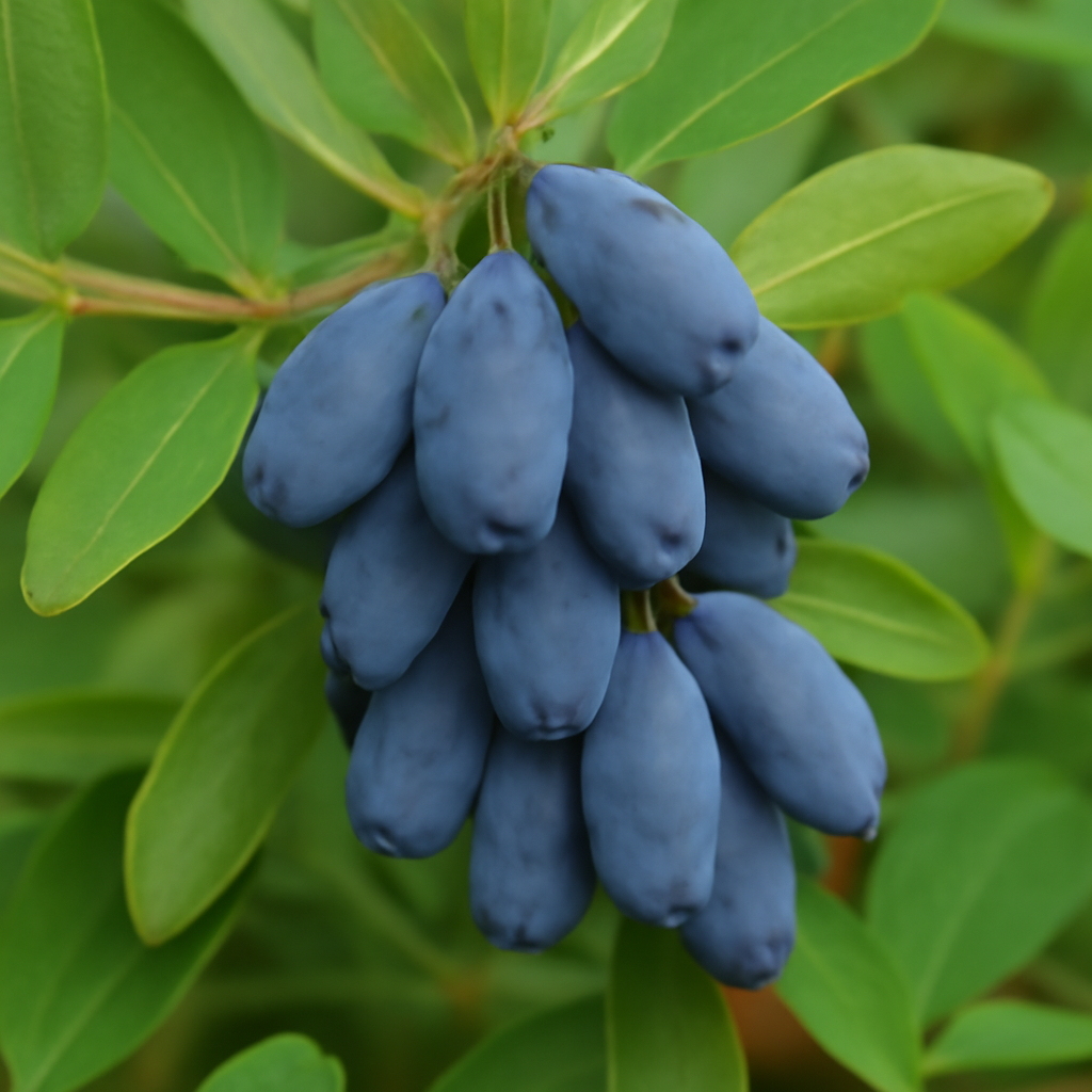 Haskap Fruit: The Superfruit of the North with Health Benefits