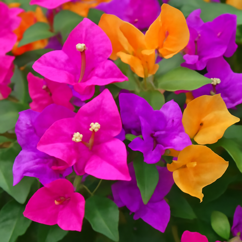 Bougainvillea Mixed Flowering: A Vibrant and Colorful Climber for Your Garden