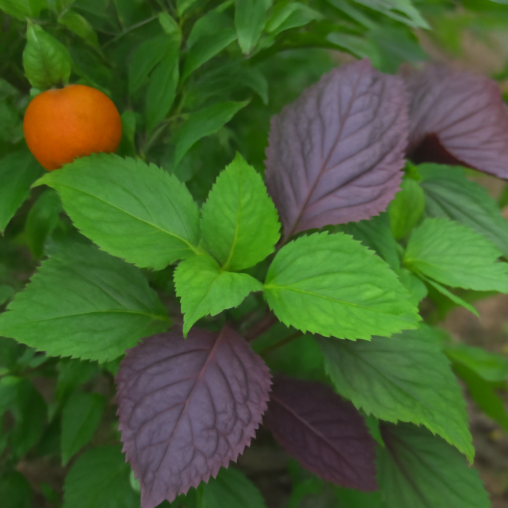 Mixed Perilla: The Colorful and Flavorful Herb for Your Garden