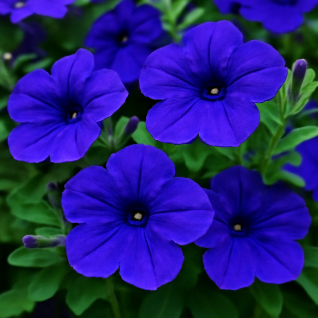 Deep Blue Petunia: The Stunning Flower for Your Garden