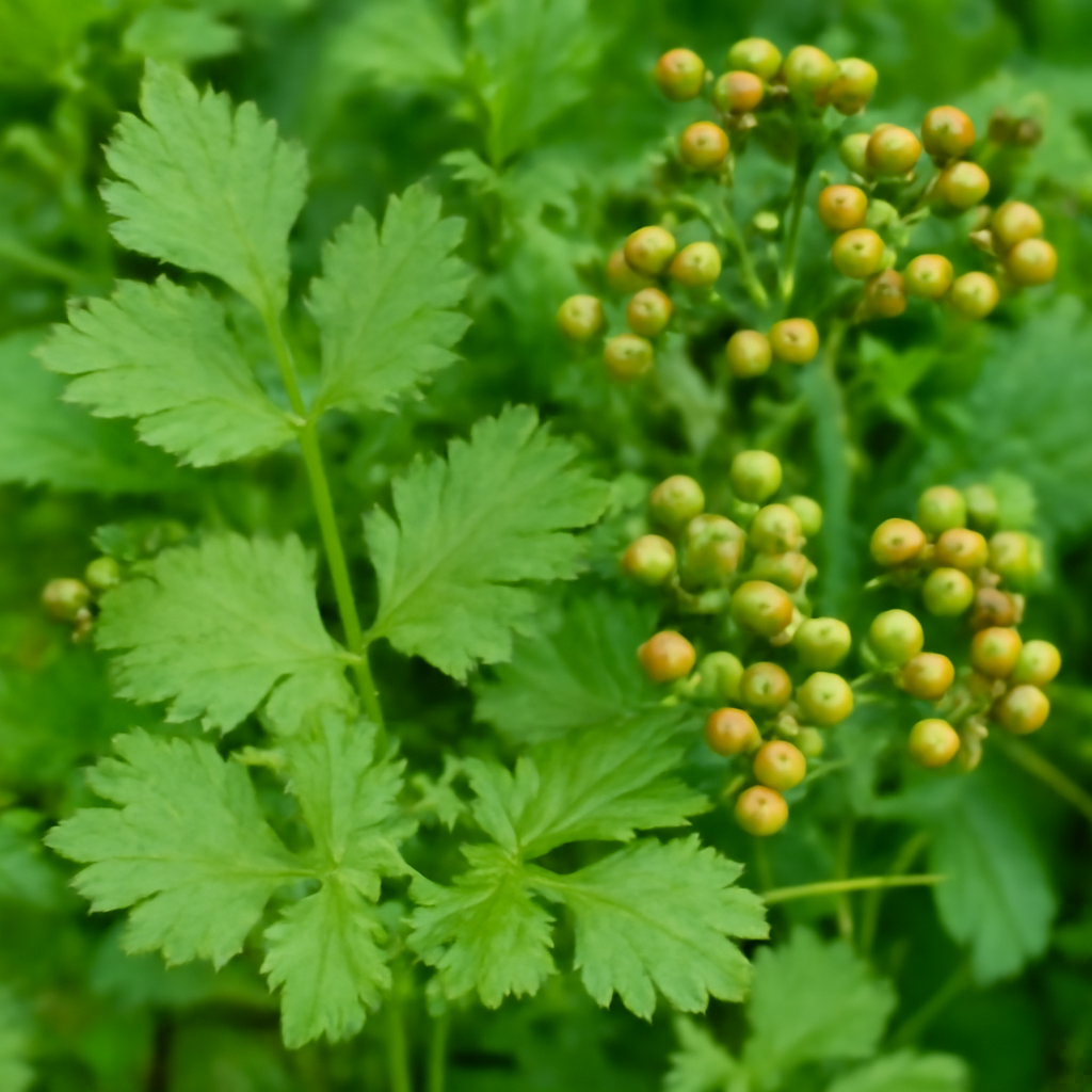 Cilantro Coriander: The Versatile Herb for Your Garden