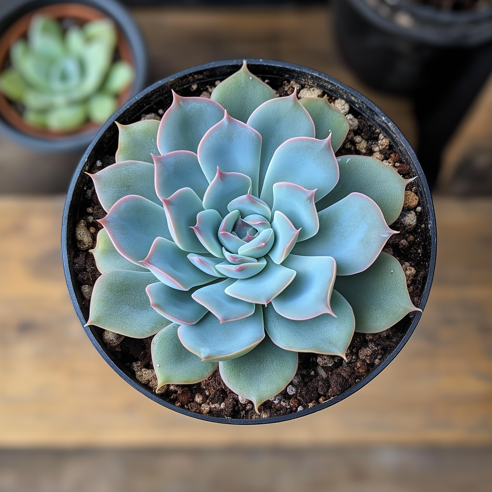 Blue Echeveria – A Compact, Colorful Succulent for Effortless Gardening