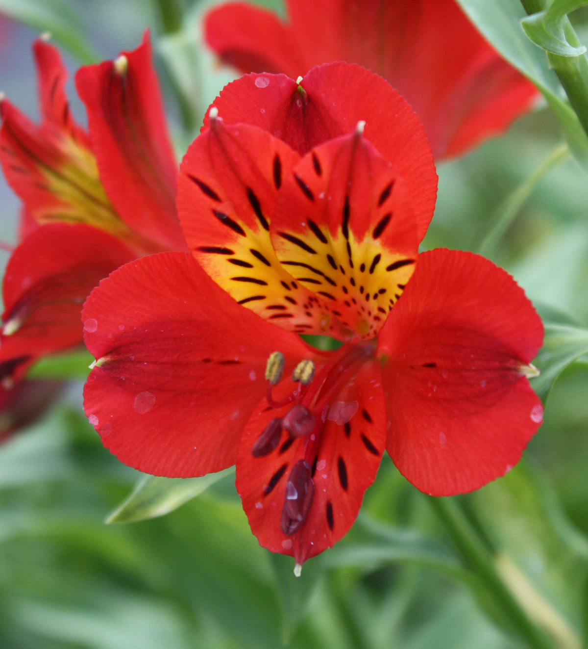 Alstroemeria Flower Seeds For Planting Red Seeds