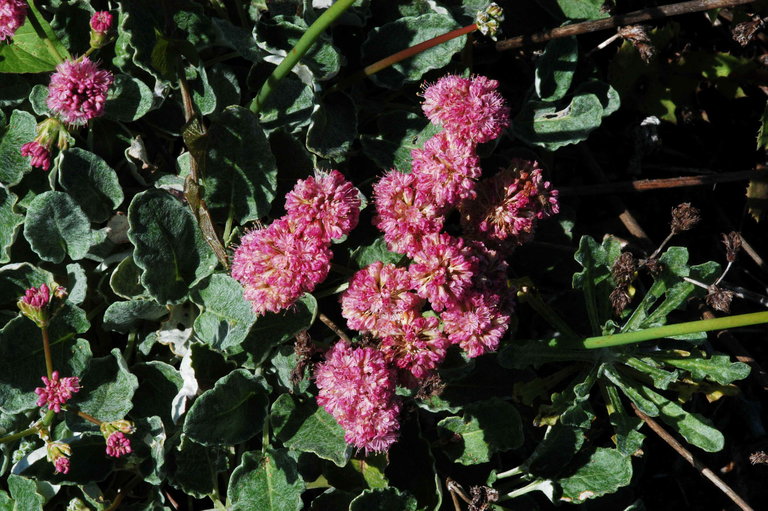 Eriogonum (Eriogonum Grande) seeds for planting in home garden