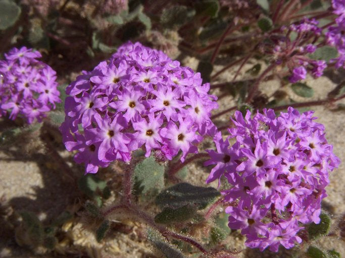 Verbena (Verbena Chokecherry) seeds for planting in home garden