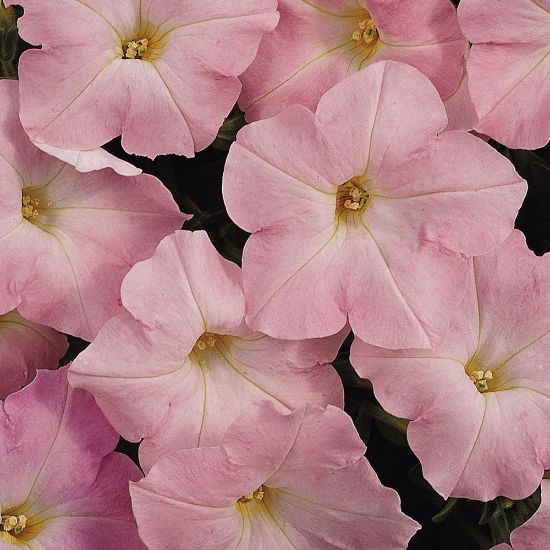 Elegant Light Pink Petunia Flower Seeds - Perfect For Romantic Garden Planting