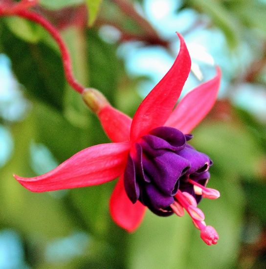 Vibrant Fuchsia Flower Seeds For Planting Dark Violet Blooms