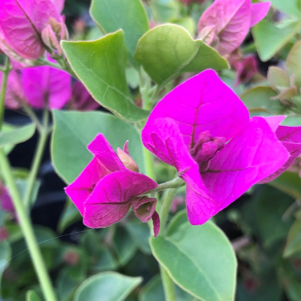 Bougainvillea Glabra s Flower seeds for Planting Cut Flower Favorite Heirloom & GMO Free Seeds for Home Garden 
 
 Sale seeds for home garden planting