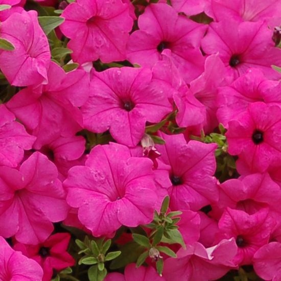 Plant Petunia Flower Seeds In Pink For Lush Elegance And Striking Beauty