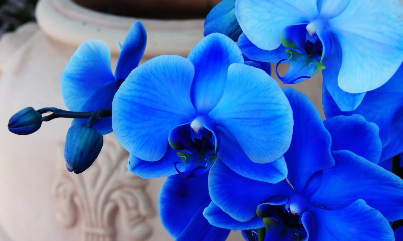 Dark Blue Orchid Seeds For Easy Planting Flower