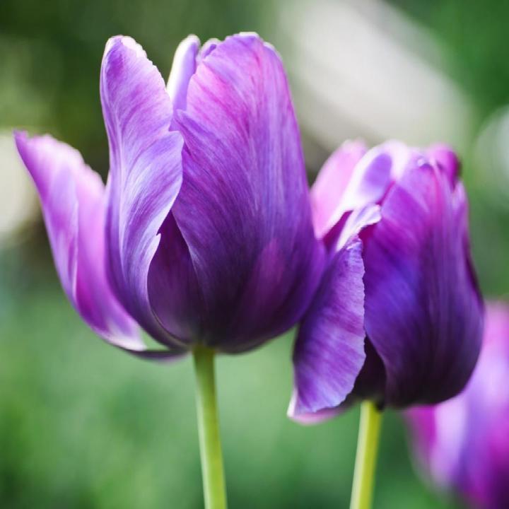 Lavender Tulip Flower Seeds For Easy Planting