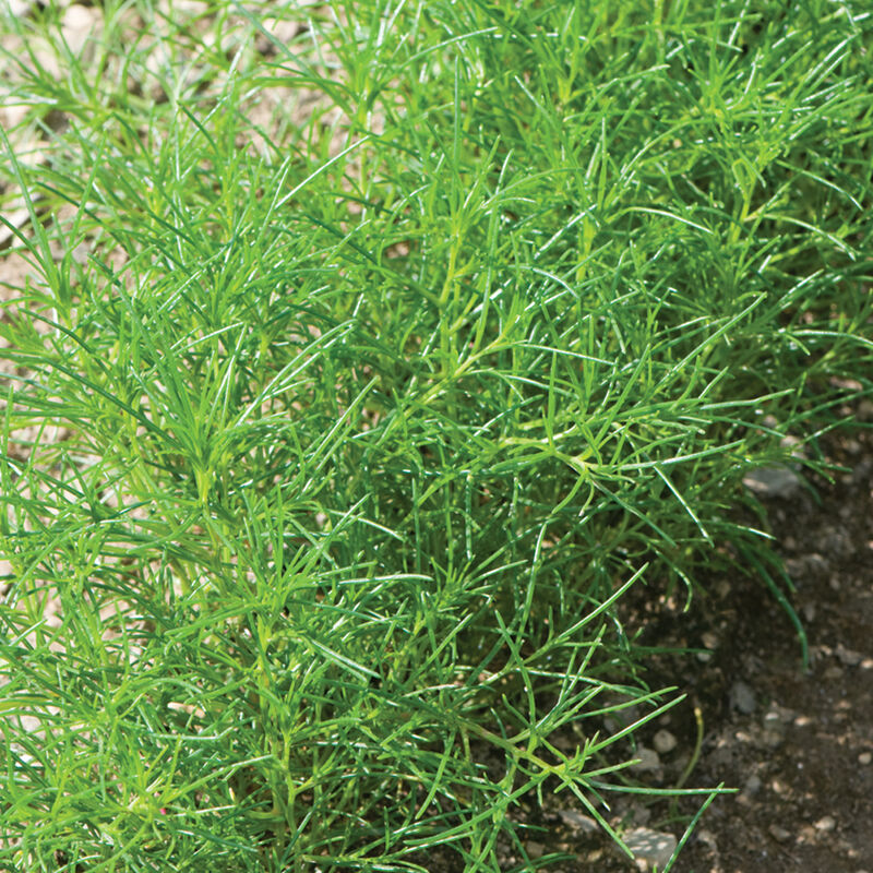 Saltwort Plant Seeds Planting And Growth Guide