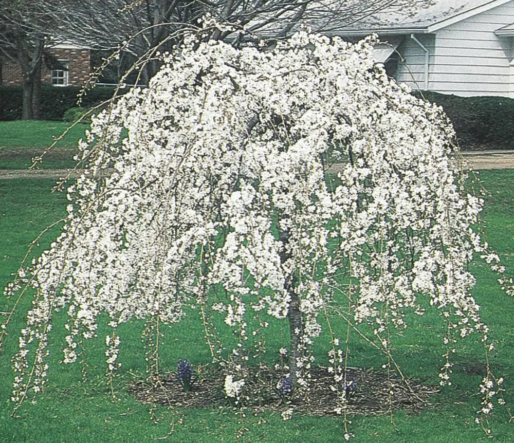 Snow Fountain Weeping Tree Planting Seeds Flower