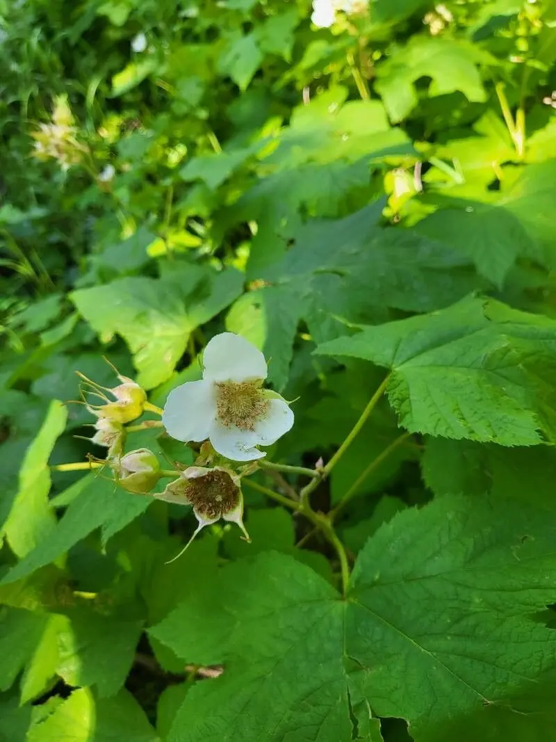 Rubus Parviflorus Planting Flower Seeds For Delicious Edible Berries