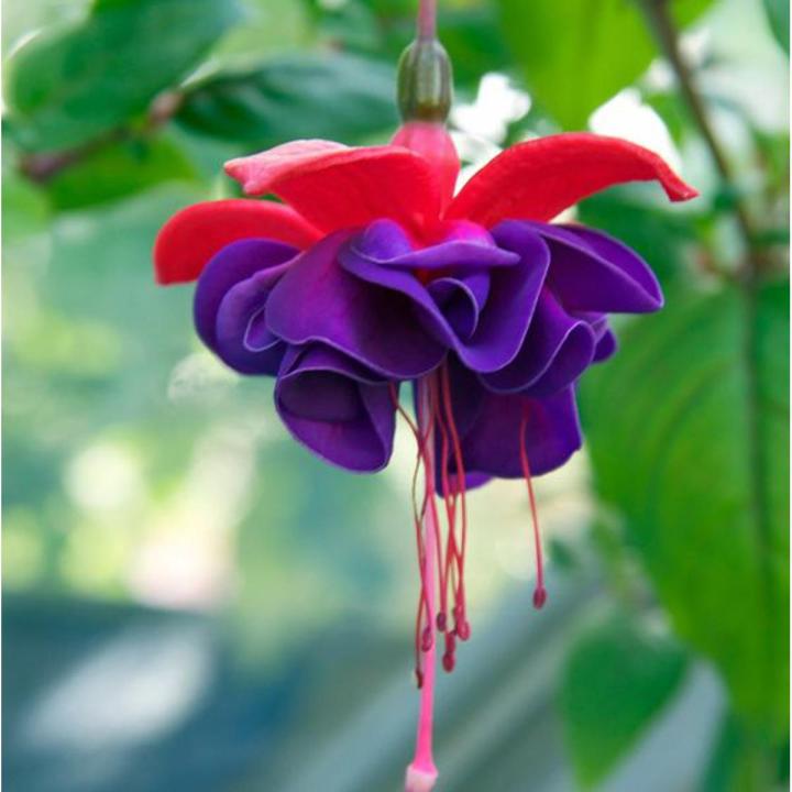 Vibrant Fuchsia Flower Seeds For Planting Dark Violet Blooms