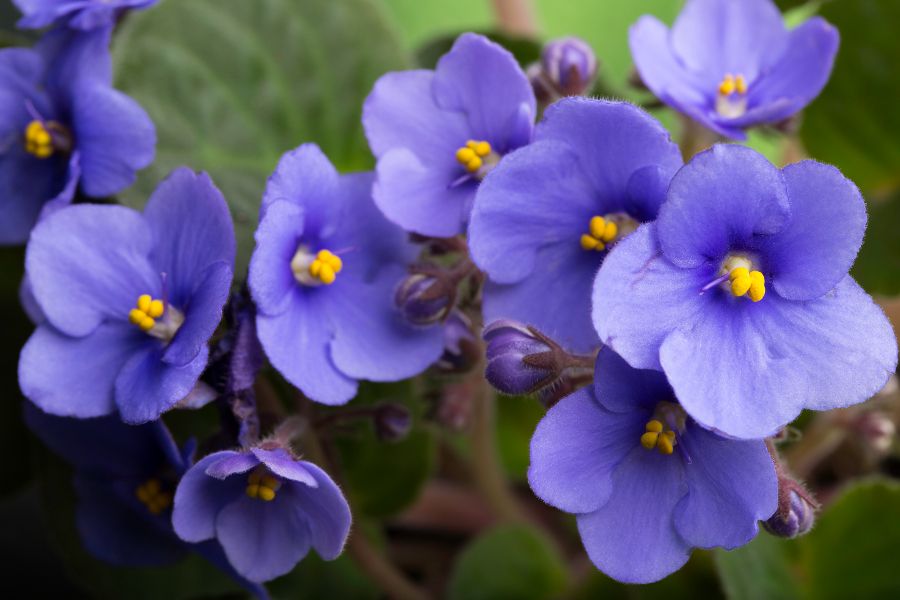 Mini Violet Rare Flower Seeds for Planting Yellow and Pink - Perfect for Lush Greenery and Unique Environments