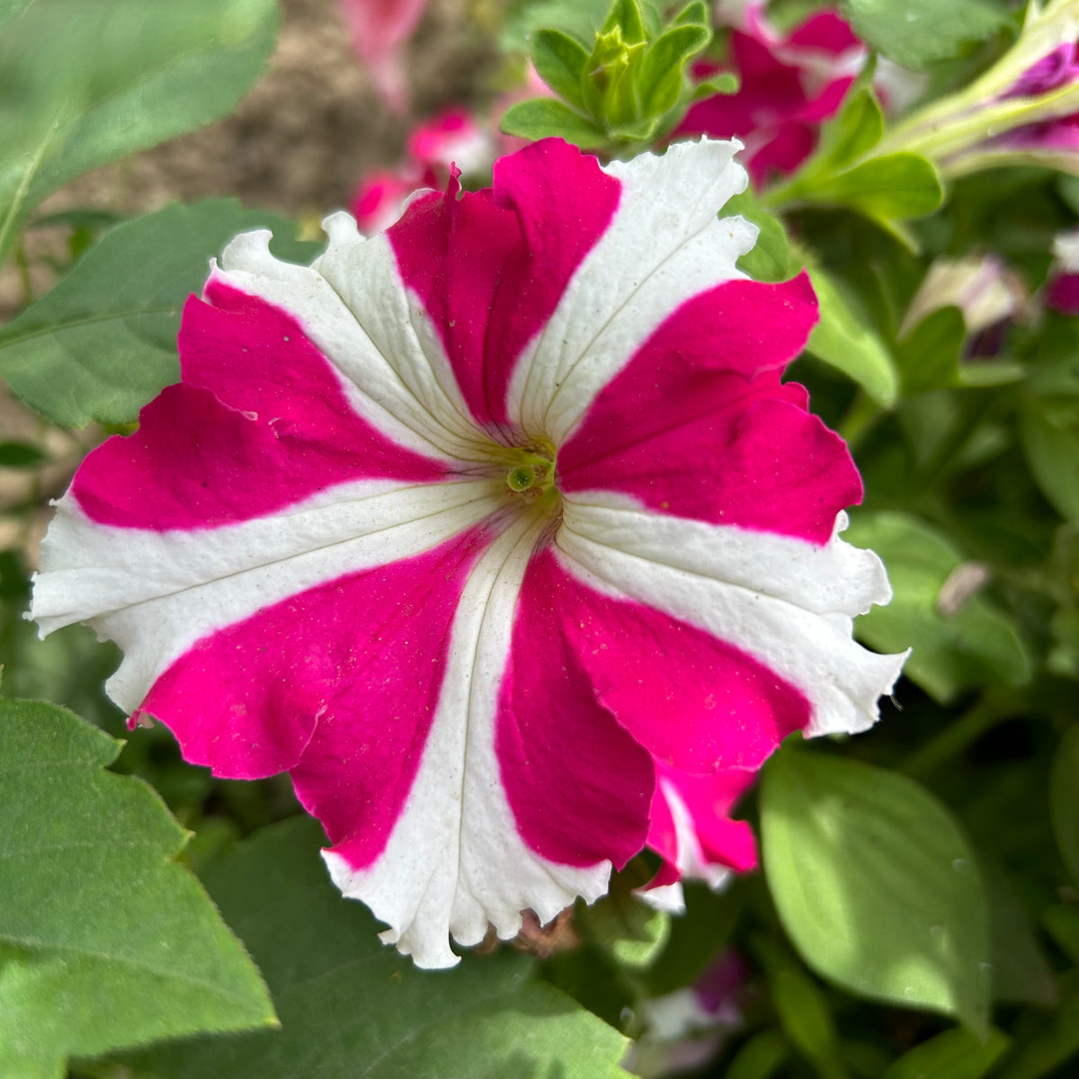 Petunia Ultra Rose Star seeds for ultra-vibrant blooms