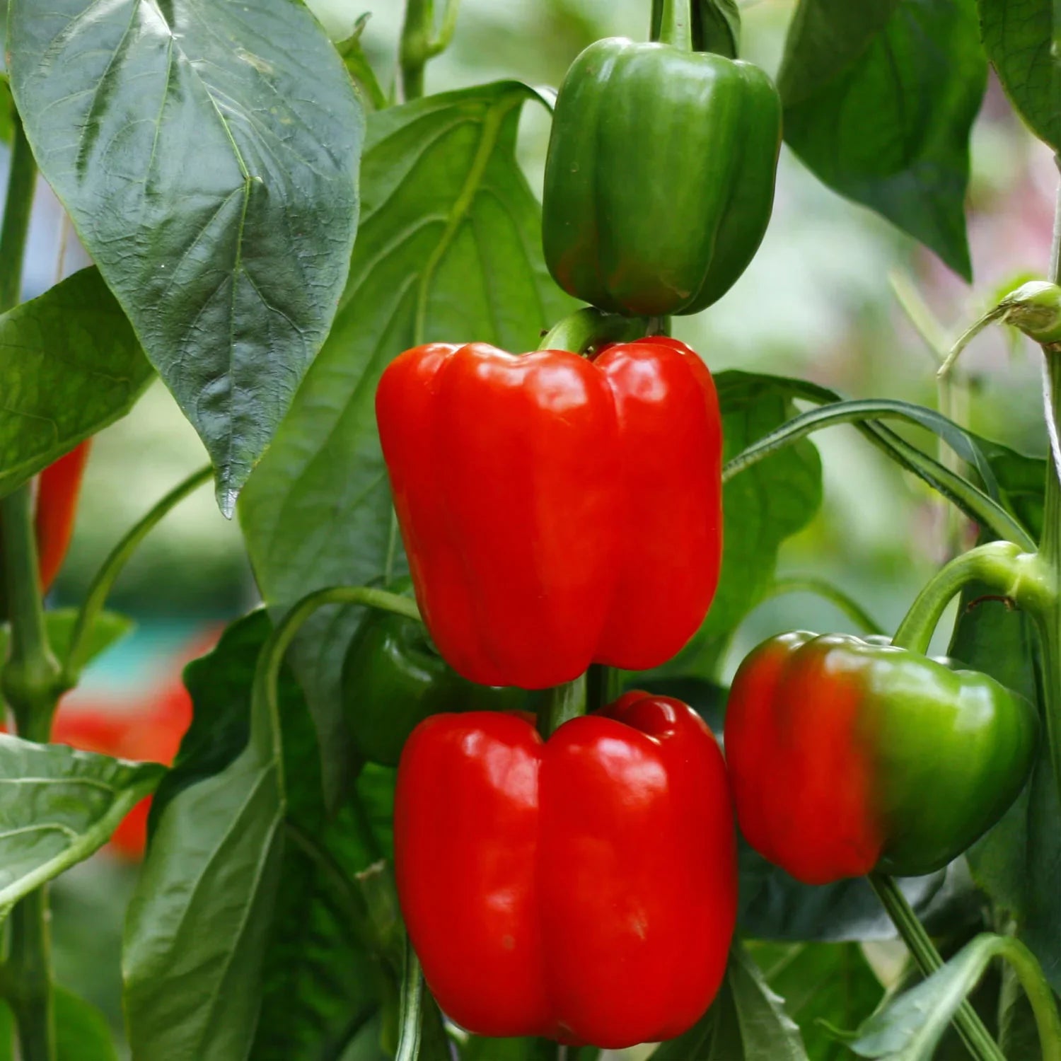 Sweet Crunch Bell Pepper Seeds For Planting Vegetable Seeds