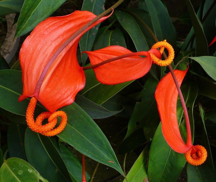 Pigtail (Pigtail Anthurium) seeds for planting in home garden
