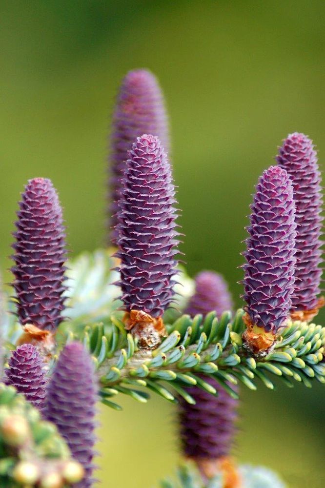 Purple Korean Fir Seeds | Perfect For Planting Plant Seeds