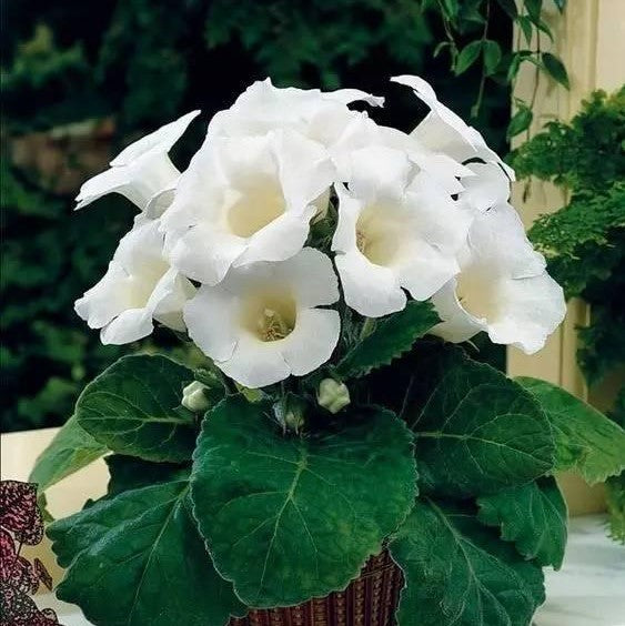 Brazilian Gloxinia Seeds For Planting: Elegant White Flowers Soothing Gardens