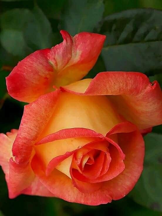 Light Orange Rose Flower Seeds For Easy Planting