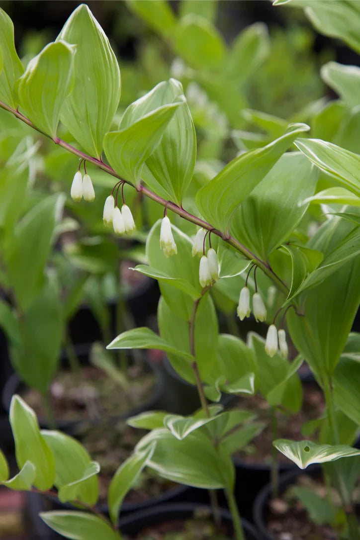 White Polygonatum Flower seeds for Planting - Perfect for Borders, Heirloom & GMO Free Seeds for Home Garden
 
 Sale seeds for home garden
