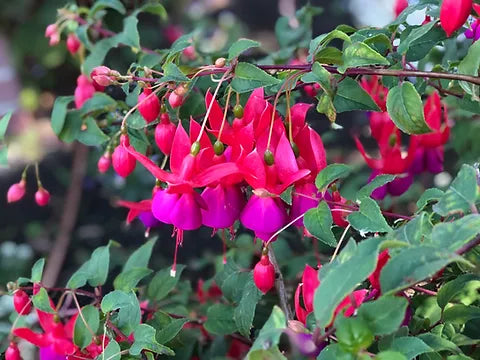 Dark Pink Fuchsia Flower Seeds For Easy Planting