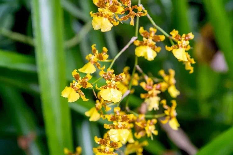 Butterfly Orchid Seeds Yellow Planting Exotic