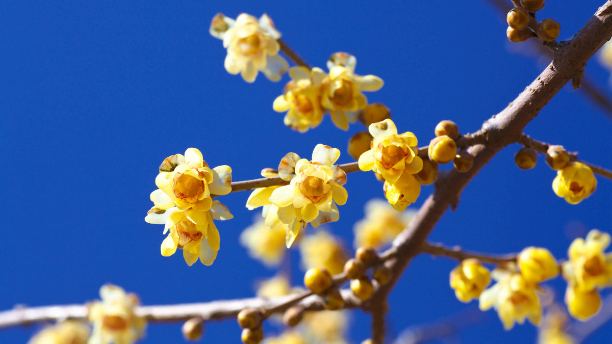 Wintersweet (Wintersweet Flower) seeds for planting in home garden