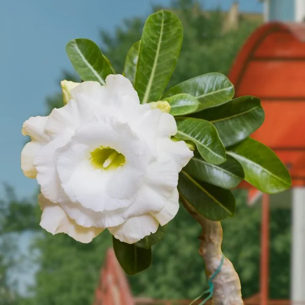 White Adenium Flower Seeds - Essential Planting Guide