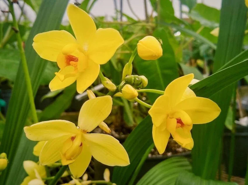 Butterfly Orchids Flower Seeds Yellow Planting