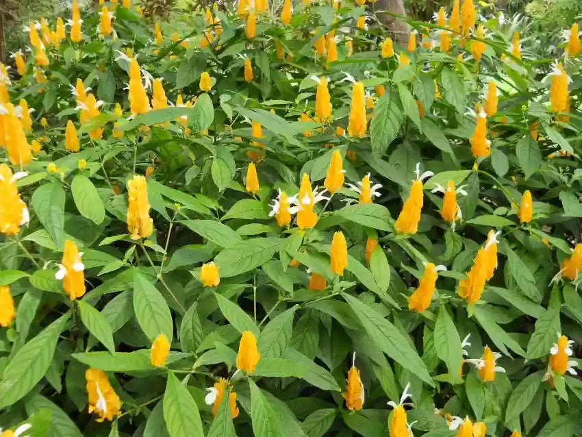 Pachystachys Lutea Flower seeds for Planting - Bright Blooms, Heirloom & GMO Free Seeds for Home Garden
 
 Sale seeds for home garden