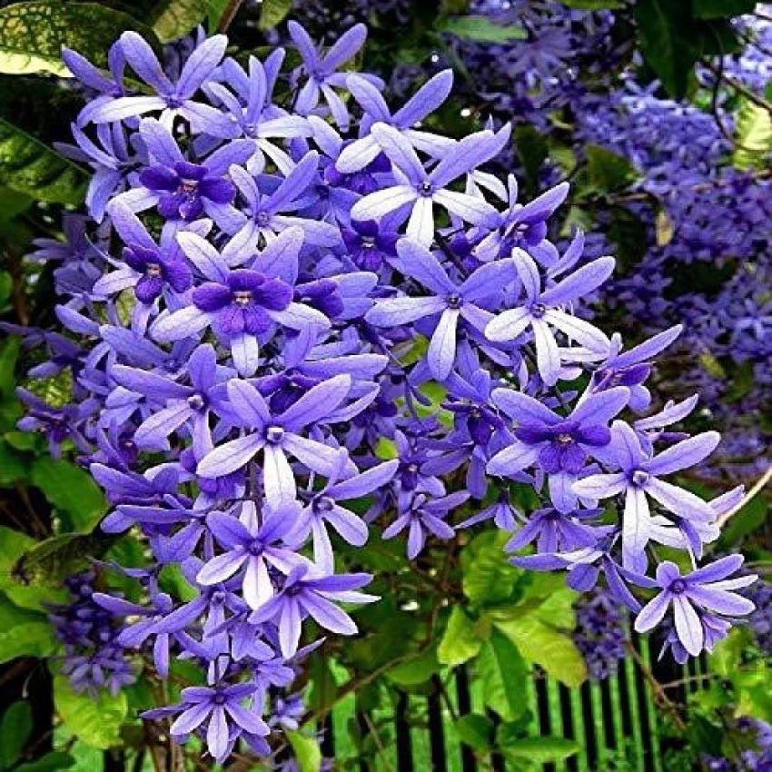 Purple Ivy Flower seeds for Planting - Wildflower Mix, Heirloom & GMO Free Seeds for Home Garden
 
 Sale seeds for home garden