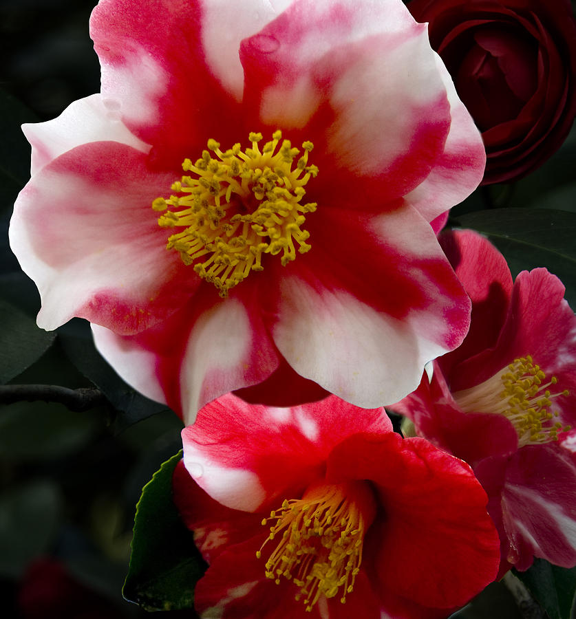 Camellia Flower Seeds: Essential Planting Guide