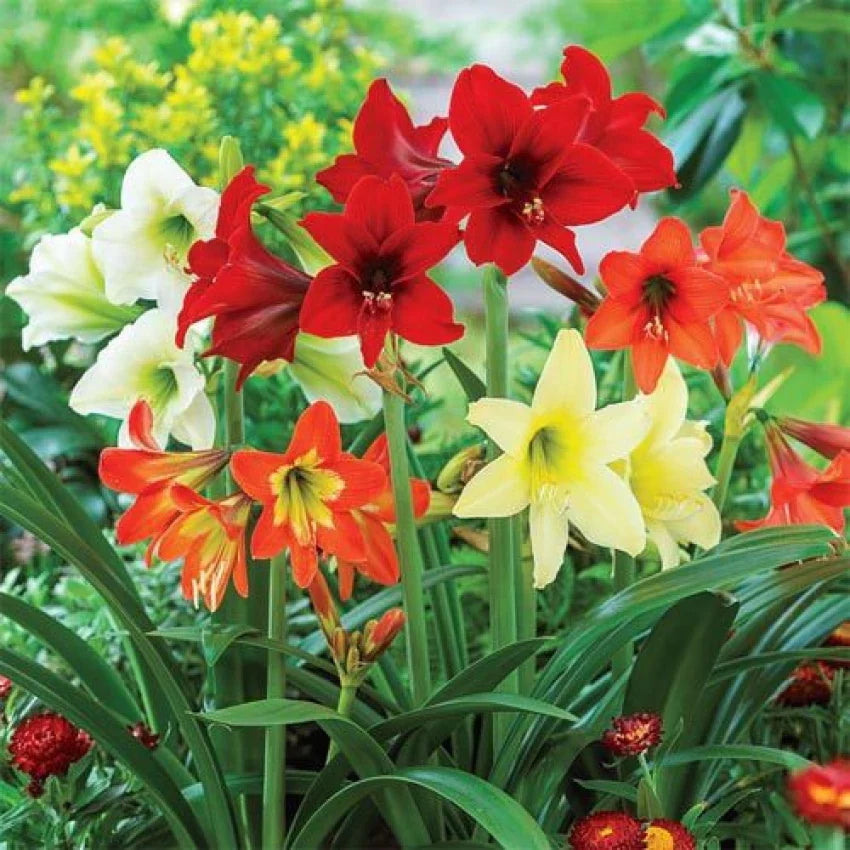 Hippeastrum Flower seeds for Planting - Wildflower Mix, Heirloom & GMO Free Seeds for Home Garden
 
 Sale seeds for planting in home garden