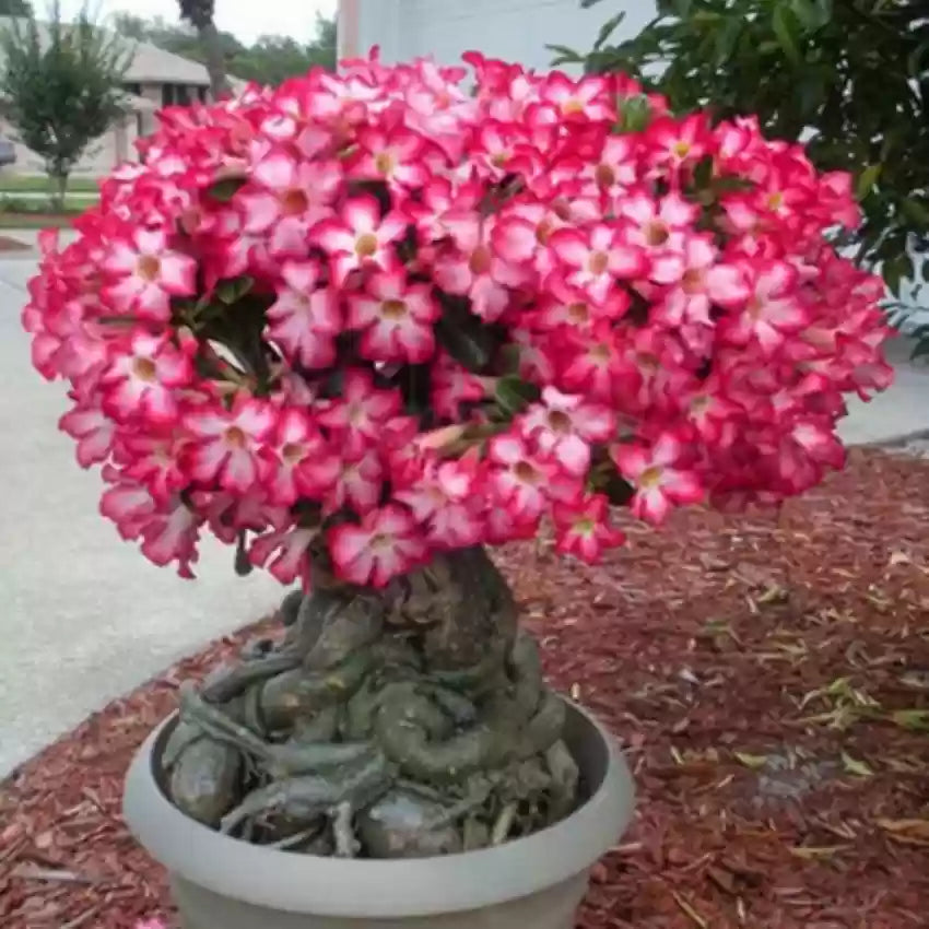 Adenium Mixed Seeds For Easy Planting