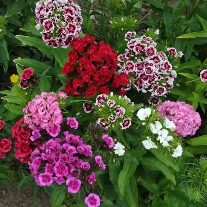 Dianthus (Dianthus Barbatus) seeds for planting in home garden