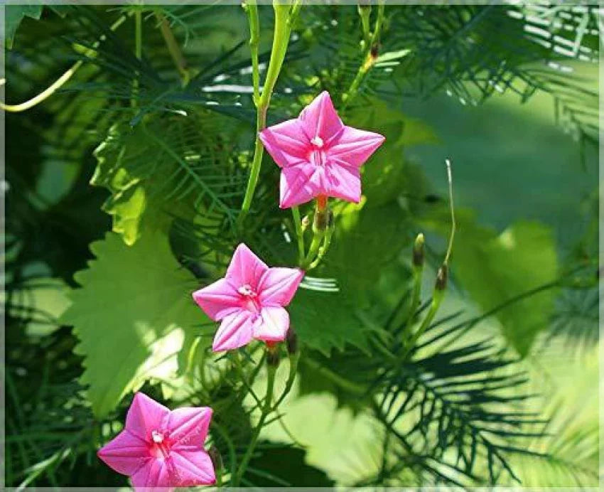 Pink Vinca Art Cypress Seeds or Creeper Flower seeds for Planting - Premium Quality, Heirloom & GMO Free Seeds for Home Garden
 
 Sale seeds for home garden