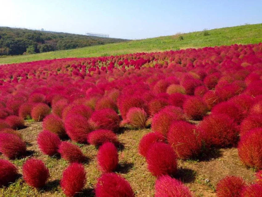 Red Burning Bush Flower seeds for Planting - Seasonal Bloomer, Heirloom & GMO Free Seeds for Home Garden
 
 Sale seeds for planting in home garden