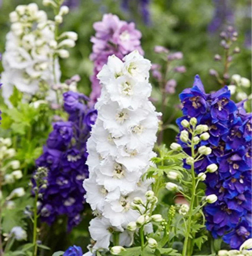 Larkspur Flower seeds for Planting - Garden Favorite, Heirloom & GMO Free Seeds for Home Garden
 
 Sale seeds for home garden