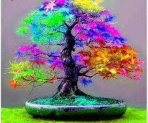 Bonsai Maple Tree Seeds Multi-Color Planting Plant Seeds