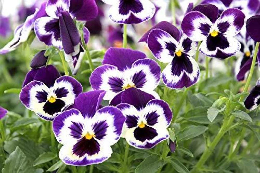 Violet Pansy Flower Seeds For Planting: Vibrant Blooms Your Garden