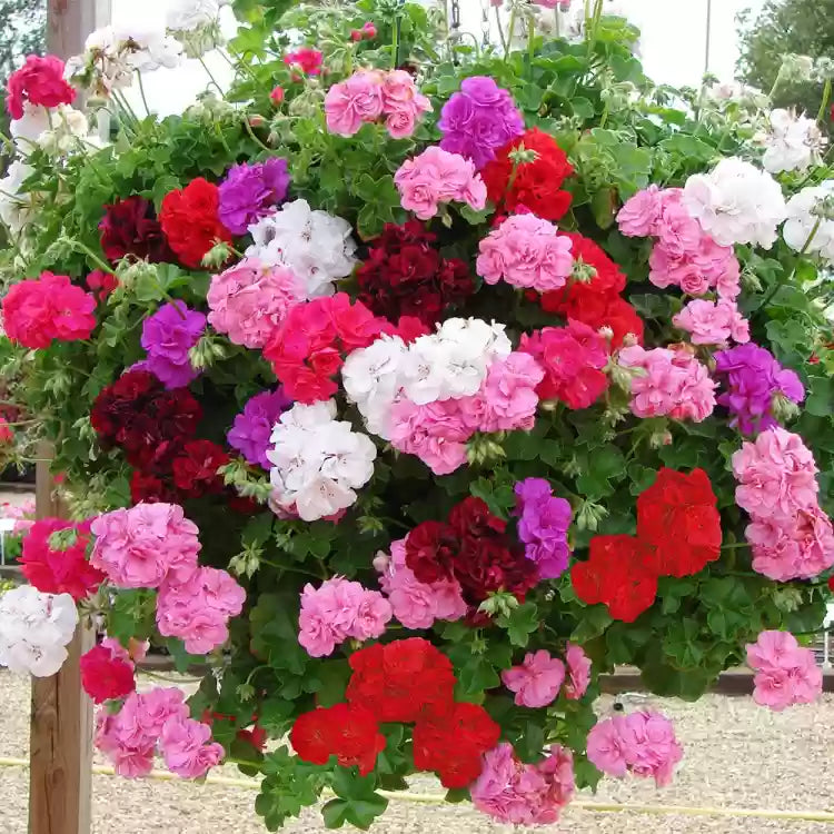 Mixed Pelargonium Peltatum Seeds - Plant Beautiful Geranium Blooms