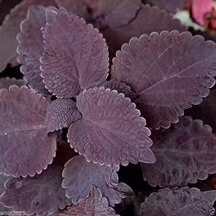 Black Coleus Flower seeds for Planting - Colorful Display, Heirloom & GMO Free Seeds for Home Garden
 
 Sale seeds for home garden
